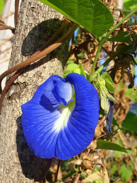 200 Clitoria ternatea Seeds,  Asian pigeonwings, bluebellvine, blue pea Seeds , butterfly pea Seeds