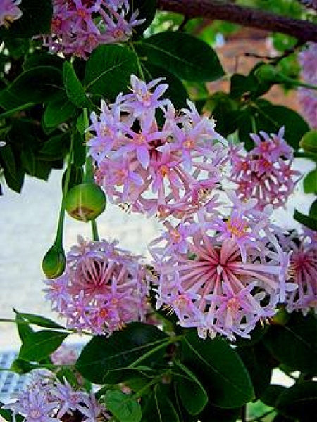 25 Dais cotinifolia  Seeds,  Pompom tree Seeds, pom pom tree Seeds,    torch tree  Seeds, Pincushion  tree  Seeds,