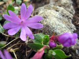 25  Primula integrifolia Seeds,  Primula  Seeds