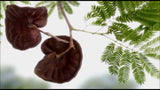 50 Enterolobium contortisiliquum ,Earpod Tree, Pacara Earpod Tree,Elephant Ear Tree.