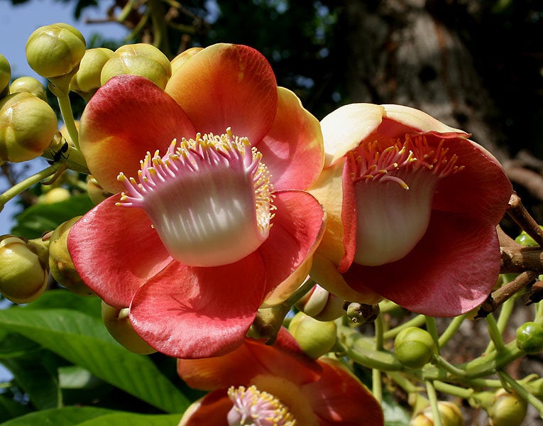 50 Couroupita guianensis Seeds, Cannonball tree Seeds
