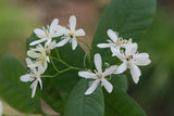 200 Wrightia Tinctoria Seeds, Sweet Indrajao, Pala indigo plant, Dyers's oleander