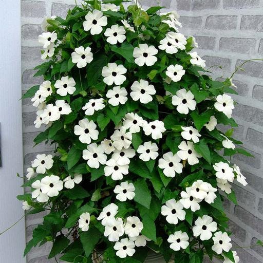 50 Thunbergia alata Seeds, White Black-eyed Susan vine Seeds