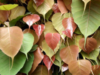 500  Ficus religiosa Seeds , Peepal Tree Seeds, Bo tree Seeds, bodhi tree Seeds , holy tree Seeds , scared fig Tree Seeds