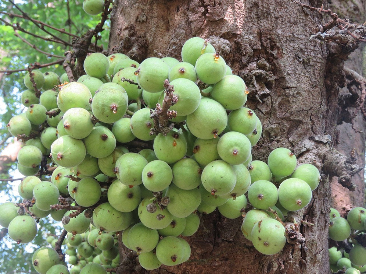 500 Ficus Racemosa Tree Seeds, Cluster Fig Tree Seeds, Indian Fig Tree 