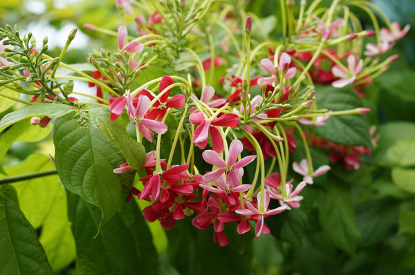 5 Quisqualis indica Seeds, Rangoon creeper or Chinese honeysuckle,