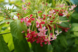 5 Quisqualis indica Seeds, Rangoon creeper or Chinese honeysuckle,