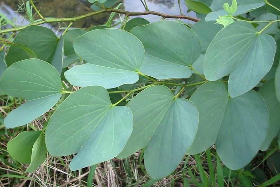 50 Bauhinia malabarica Seeds, Malabar bauhinia Seeds , Mountain ebony Seeds