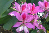 100 Bauhinia variegata Seeds, Kachnar Seeds, Orchid Tree Seeds, Varigated Bauhinia  Seeds, mountain ebony Tree  Seeds