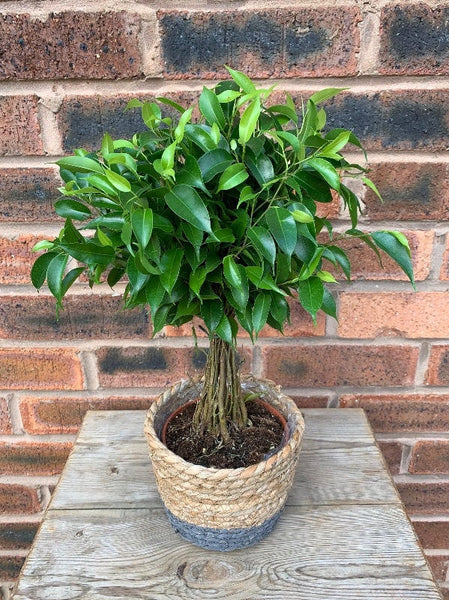 500  Ficus benjamina Seeds , Weeping Fig Tree Seeds, Chinese Banyan tree Seeds