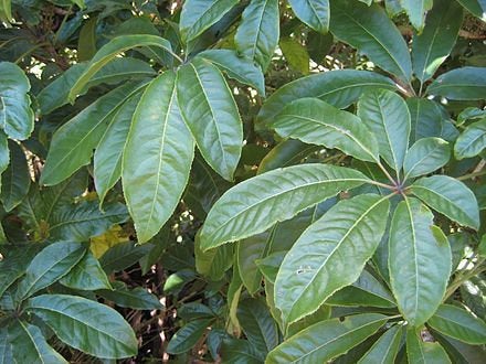 200 Schefflera pubigera Seeds, Indoor Plant Seeds