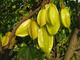 15  Averrhoa carambola Seeds, Carambola Fruit  Seeds , Star fruit Seeds