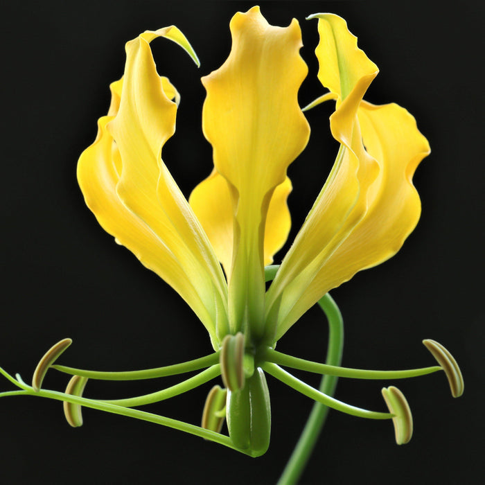 50 Gloriosa Lutea Seeds , Gloriosa Lily  Seeds , Climbing Lily Seeds , Flame Lily Gloriosa  Lutea