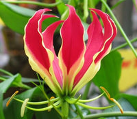 2 Gloriosa superba Rhizomes , Flame lily, fire lily, gloriosa lily, glory lily, superb lily, climbing lily, and creeping lily.