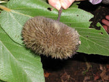 100 Apeiba tibourbou Seeds, Monkey's Comb, Sea Urchin Tree Seeds