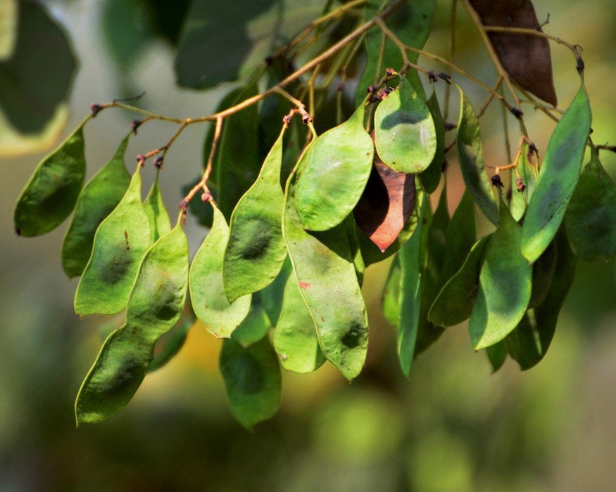 leaves of indian rosewood tree