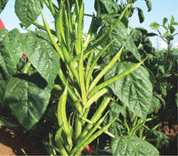 300  Cyamopsis tetragonoloba  Seeds, Guar Seeds , Cluster Bean, Calcutta lucerne, guar, guar bean, gum bean, Siam bean