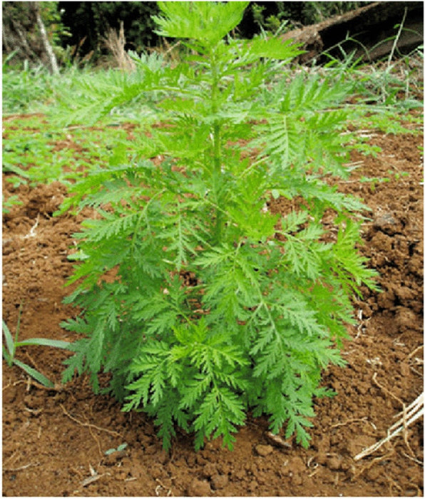 300 Seeds Artemisia annua ,sweet wormwood, sweet annie, sweet sagewort 