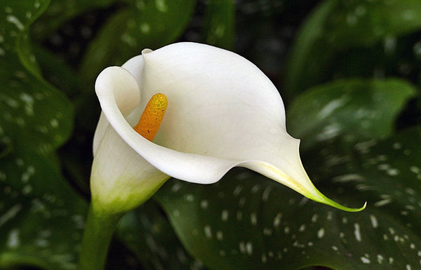 50 Zantedeschia aethiopica Seeds  ,White  Giant Calla Lily Seeds. White calla Seeds