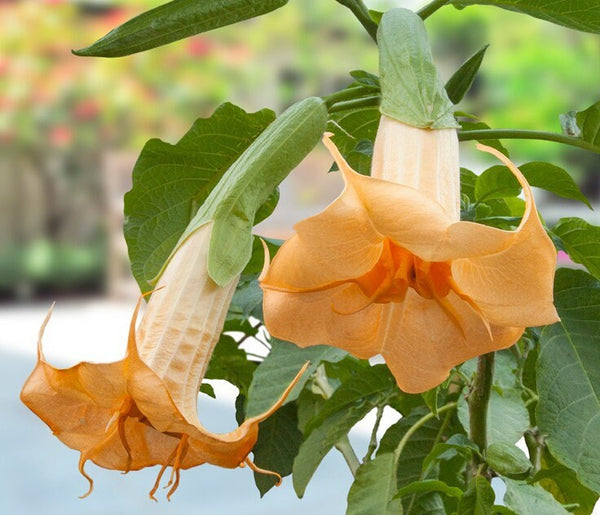 25  Brugmansia Orange Sunshine Seeds, Orange Angel Trumpet  vine Seeds