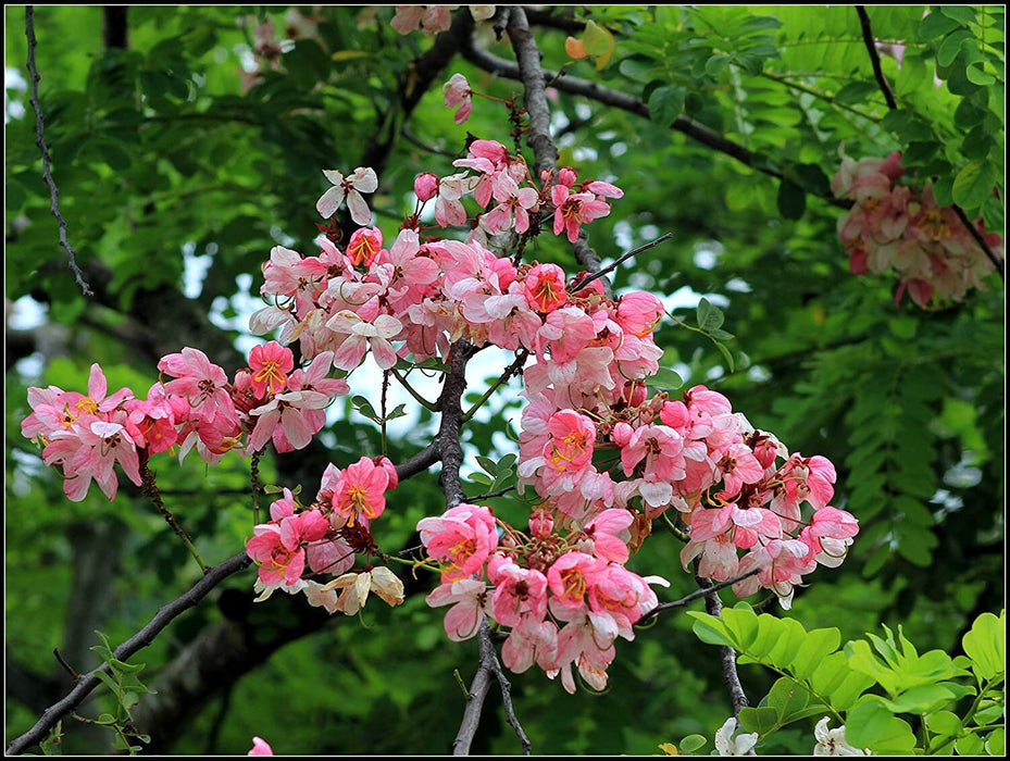 100  Pink and white Shower tree Seeds,  Cassia javanica Seeds, Java cassia, pink shower, apple blossom tree ,rainbow shower tree