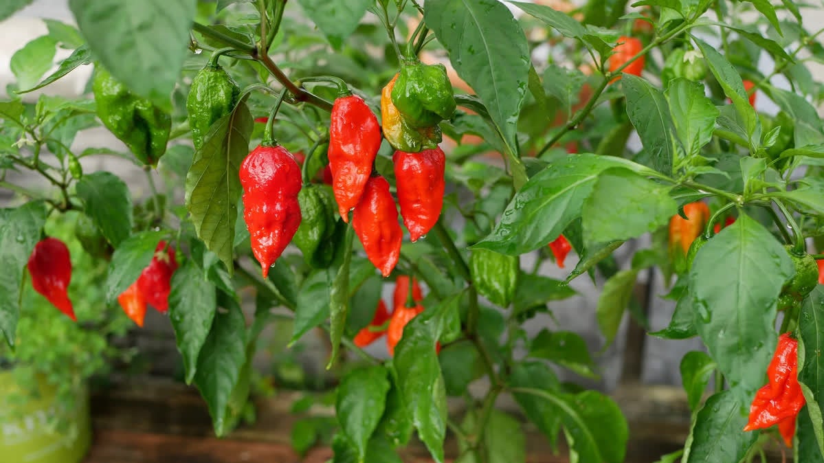 20 whole Ghost Peppers Pods  , Bhut Jolokia  whole Pods, Red Hot Ghost Chilli Pepper Pods, The Worlds Hottest Pepper Pods