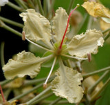 15 Bauhinia vahlii Seeds ,Maloo Creeper Seeds,  Camel's Foot Creeper