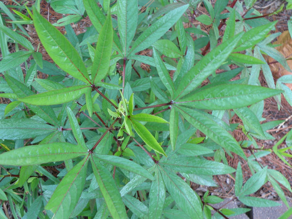 500 Green  Stem variety, Roselle Seeds ,  Jamaica sorrel, Red sorrel  Seeds,  Hibiscus sabdariffa Seeds,