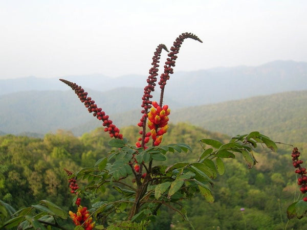 20 Moullava spicata seeds, Candy Corn Plant, Wagatea spicata, Caesalpinia spicata Seeds