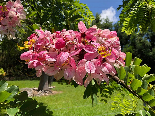 100 Cassia Nodosa Seeds, Java cassia, pink shower, apple blossom tree and rainbow shower tree