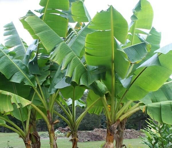 100 Musa Velutina Seeds , Dwarf Pink Banana Seeds, Musa velutina Baby Pink Banana, Hairy Banana Seeds