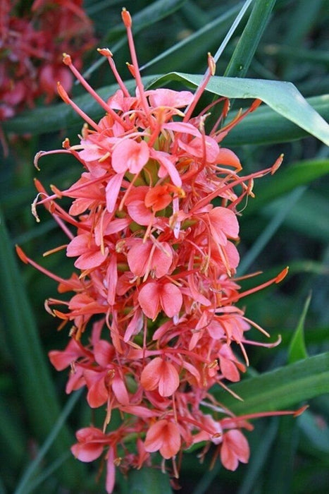 1 Hedychium coccineum Rhizome. Scarlet ginger lily  Rhizome