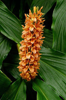 1 Hedychium densiflorum Rhizome, Dense Ginger Lily Rhizome, Hardy Ginger Lily Rhizome