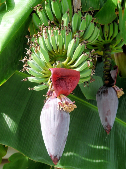 50 Musa argentii Seeds , Wild banana Seeds, Rare banana Fruit Seeds