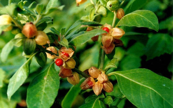 2000 Withania somnifera Seeds , Ashwagandha Seeds. Indian Ginsing Seeds , indian Ginseng Seeds , Winter Cherry Seeds