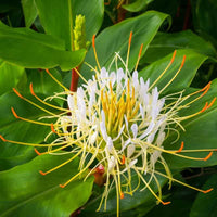 25 Hedychium ellipticum Seeds.   Rock Butterfly Hardy Ginger Lily.Shaving Brush  Ginger