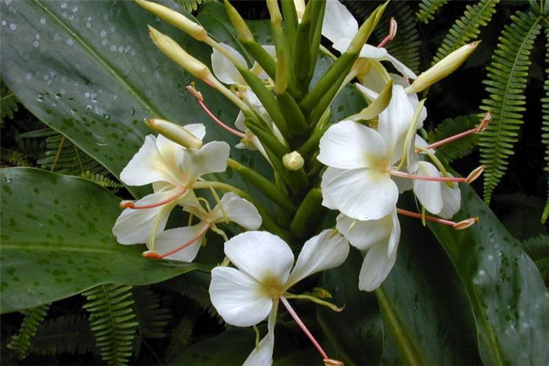 1  Hedychium coronarium   Rhizome, white ginger lily,  garland flower Rhizome