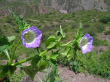 300  Nicandra physalodes Seeds, Shoo fly Plant Seeds