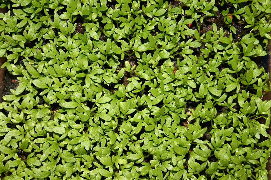 2000 Lepidium sativum Seeds, Garden cress, Seeds,  Herb of  cress Seeds