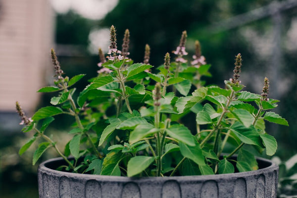 1000 Ocimum tenuiflorum Seeds, Holy Basil  Plant  Seeds, Krishna Tulsi   Seeds,