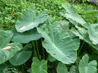 4 Colocasia esculenta Bulbs,  Elephant ear bulbs,  Taro Bulbs , coco yam, Green taro Bulbs