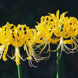 2 Lycoris aurea  Bulbs, Golden Spider Lily Bulbs,  Yellow   Spider  Lily