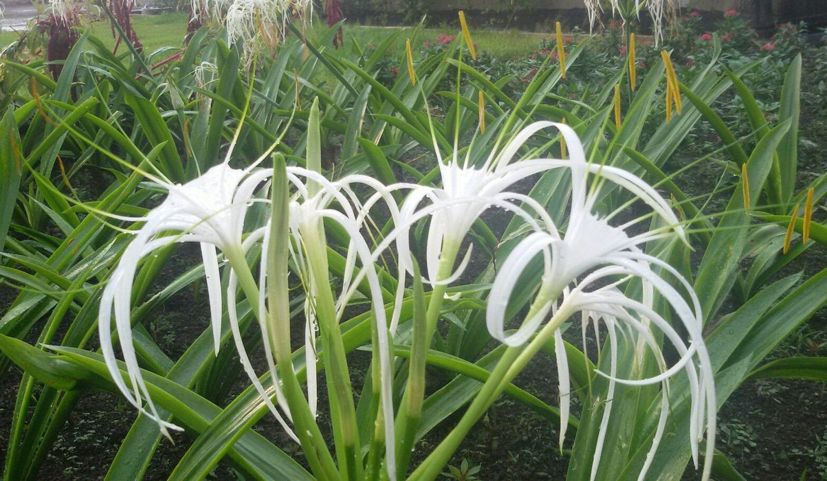 3 Hymenocallis littoralis Bulbs , Spider Lily  White Bulbs