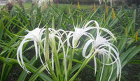 3 Hymenocallis littoralis Bulbs , Spider Lily  White Bulbs