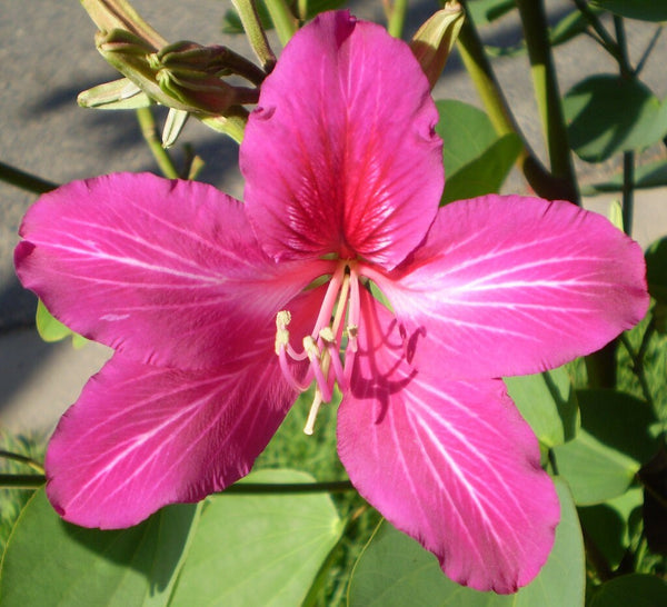 50  Bauhinia purpurea Seeds, Butterfly tree, Pink butterfly tree, Purple bauhinia, Purple butterfly tree, Purple orchid tree Seeds