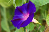 100 Ipomoea purpurea Seeds,Common Morning Glory  Seeds,  Purple  Morning  Glory   Seeds