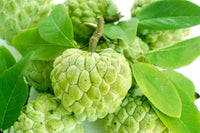 200 Sugar Apple Seeds , Annona squamosa Fruit Seeds