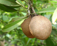 25 Manilkara zapota Seeds, Achras sapota Seeds, Chico Sapote Seeds, Zapote, Chicle  Seeds, Sapodilla, Sapote, Brown Sugar Fruit