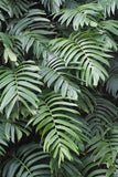 50 Rhaphidophora decursiva Seeds, Creeping Philodendron Seeds