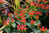 25 Hypericum Miracle  Seeds, Marvel  Seeds